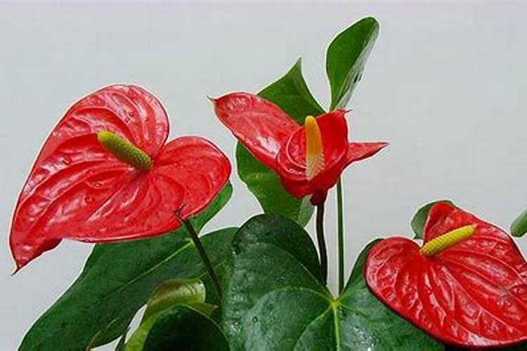 贡菜凉拌要焯水吗贡菜凉拌要过水吗