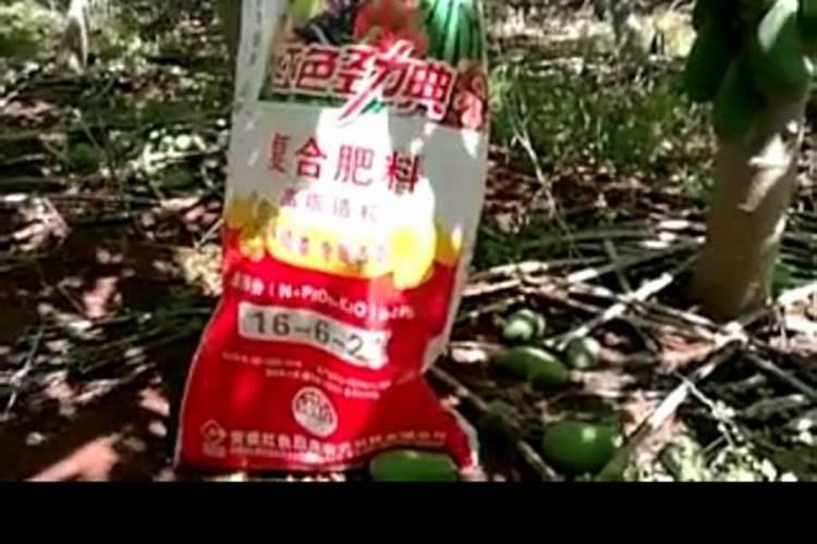种芒果应该怎样去施肥？