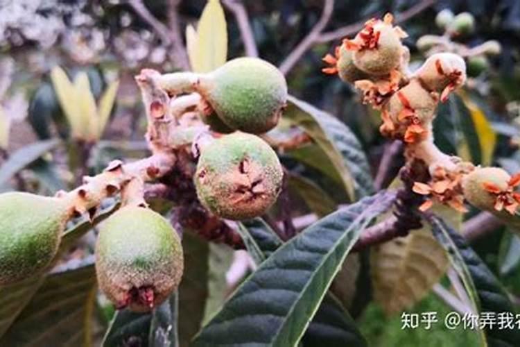 枇杷树开花期施什么肥