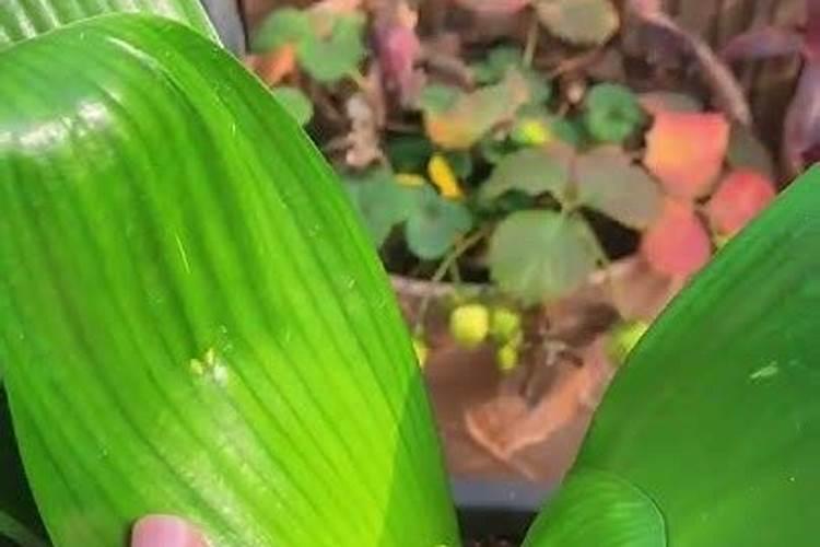 骨粉肥料使用方法