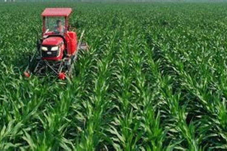 糯玉米种植技术技巧 玉米生长需要注意什么
