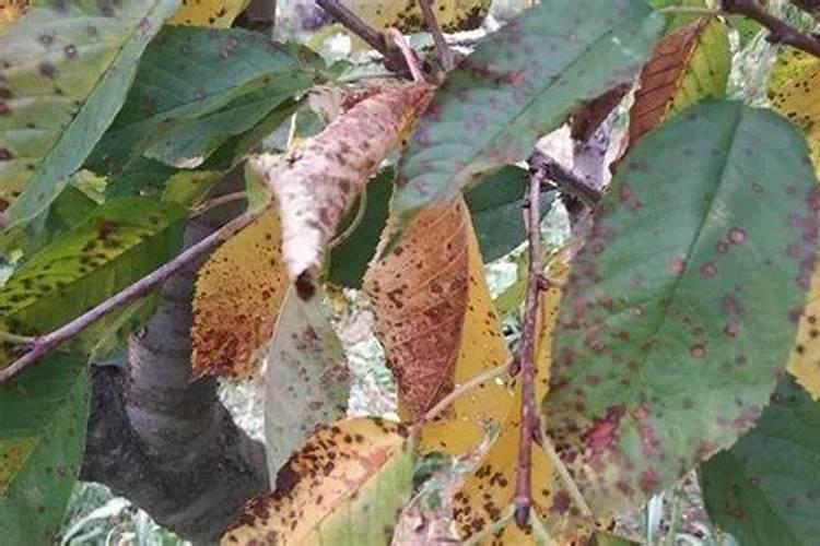 樱桃疏果后可以喷施叶面肥吗？什么叶面肥好？