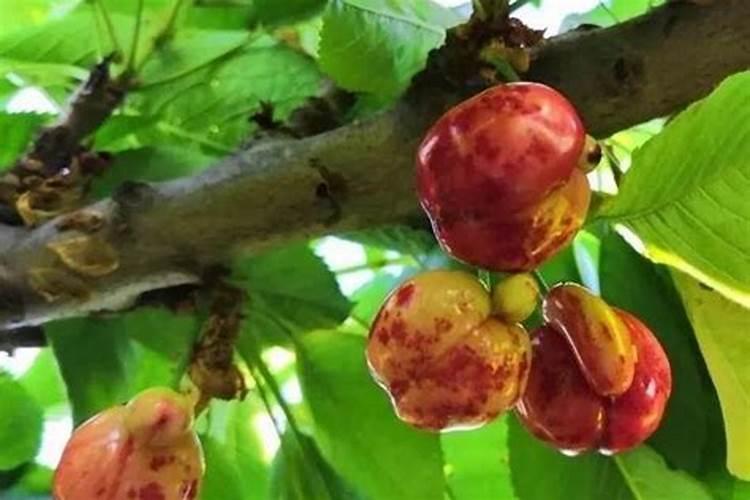 樱桃保花保果喷什么叶面肥结果多？樱桃膨果期用什么复合肥好？