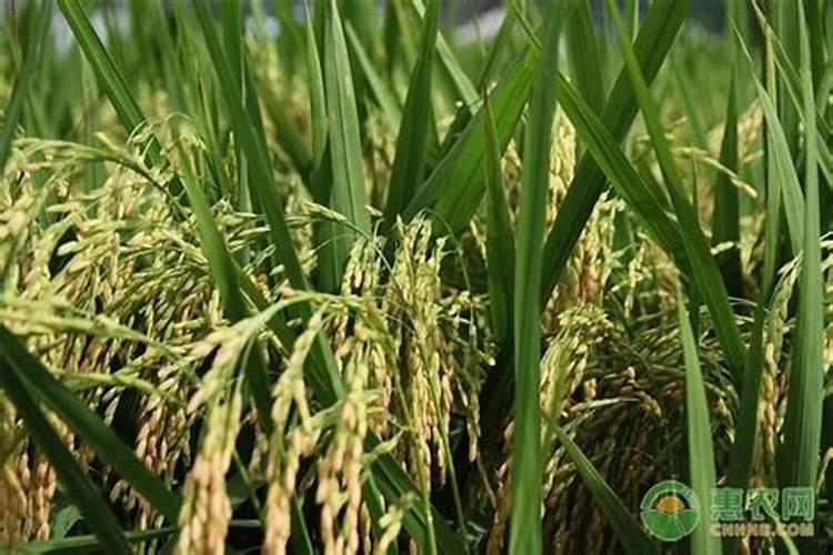 水稻施肥方法和用量 水稻施肥方法是什么用量多少