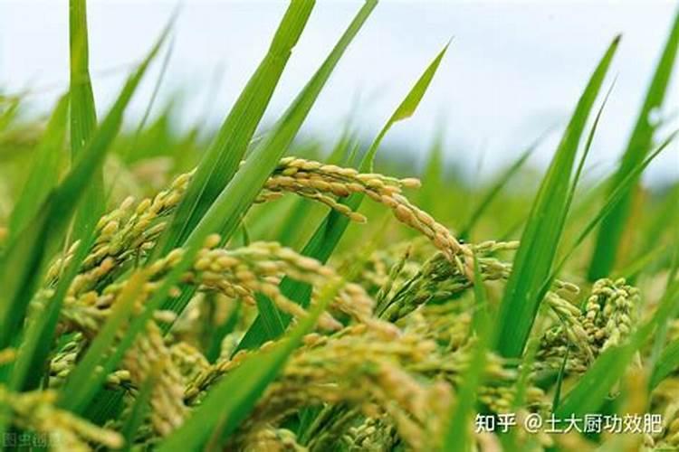 要想米好吃水稻需要打什么？