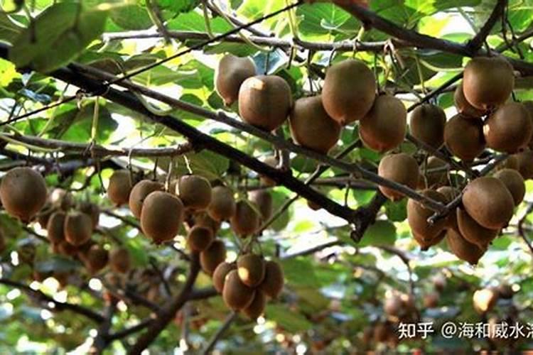 猕猴桃怎样合理施肥？