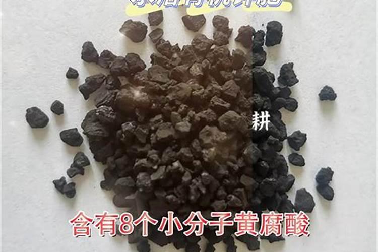 大型玉露怎么养