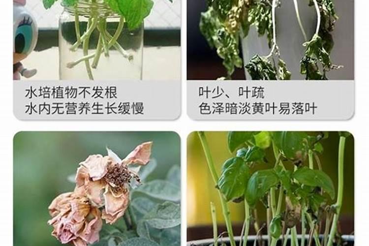 开始水养富贵竹要用生根粉吗