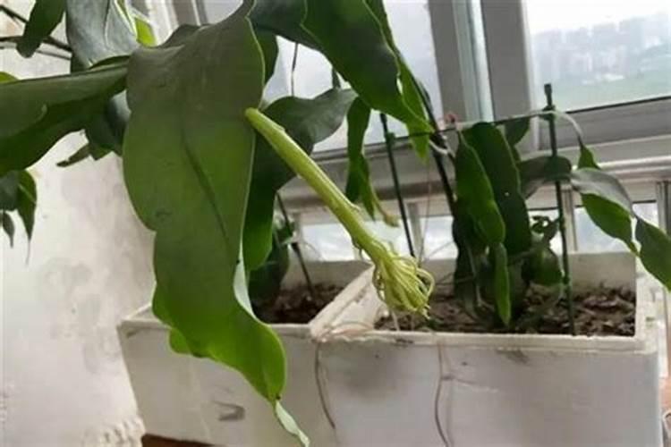 昙花施肥用什么肥料