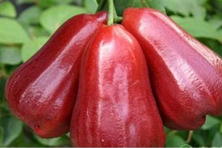莲雾种植的基本方法是什么？