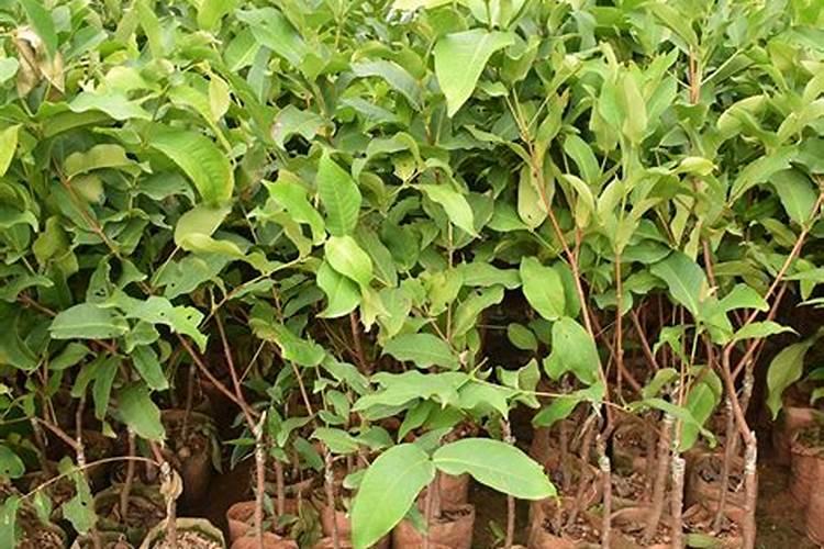 莲雾种植的基本方法是什么？