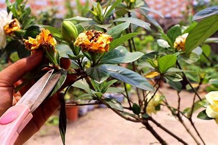养栀子花的肥料 栀子花最好的肥料是什么怎么施