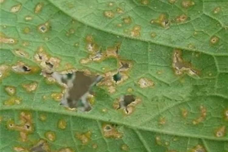 直播稻一亩播几斤稻种 一般分几次施肥