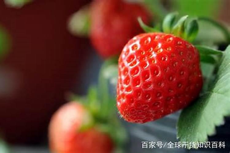 草莓施肥用什么肥料好