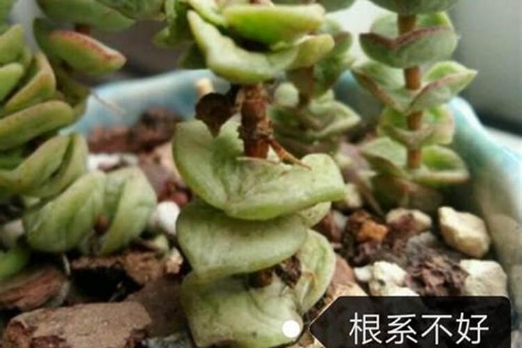 给钱串子可以施什么肥