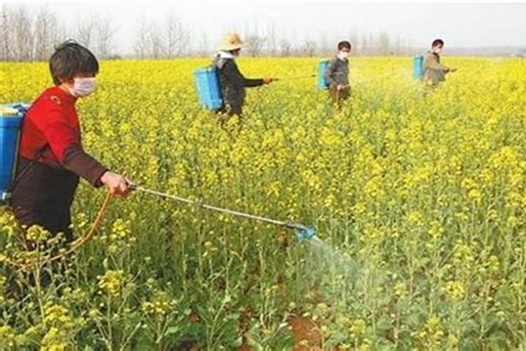 请问植物换盆后怎么养护？