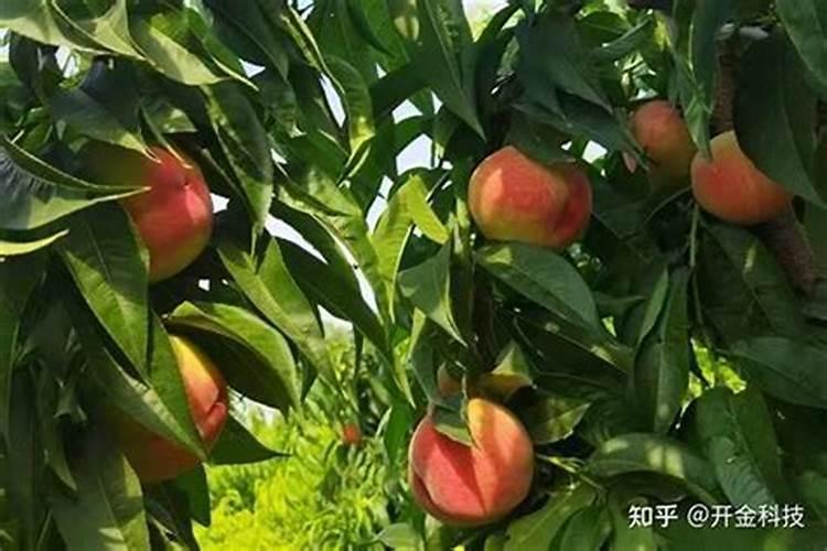 果树花期补硼、花后补钙,很多人补不对,还怒怼果子长得孬!