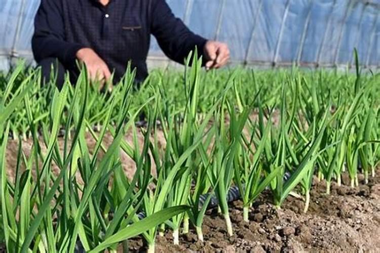 大蒜返青上什么肥料好