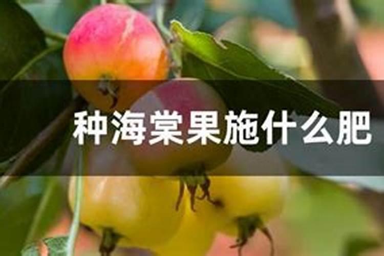 海棠花的果子是什么？