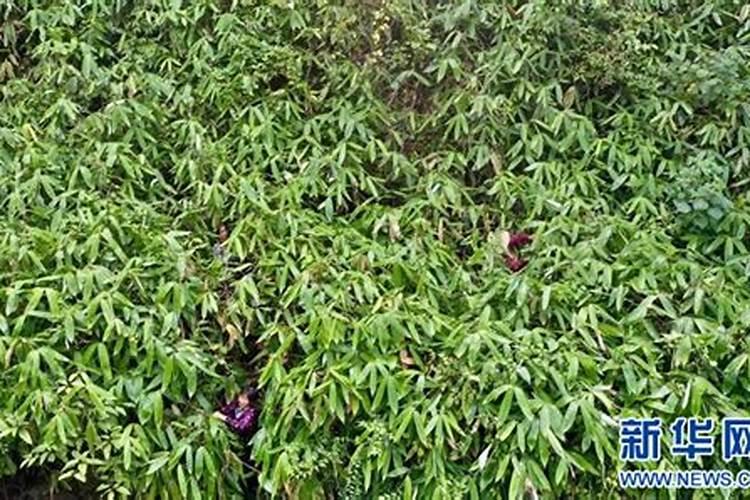 人工种箬叶方法