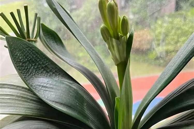 怎样养花能让花的叶子更绿