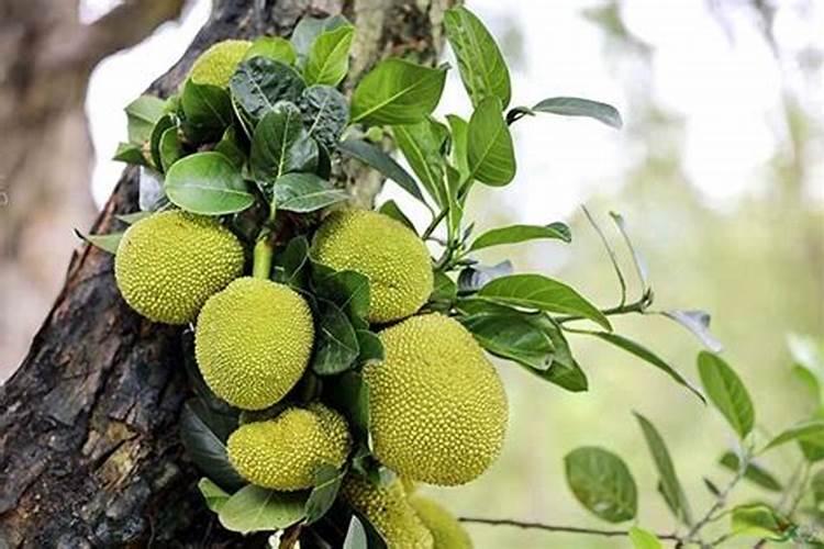 菠萝蜜幼苗适用于哪种基肥种类？