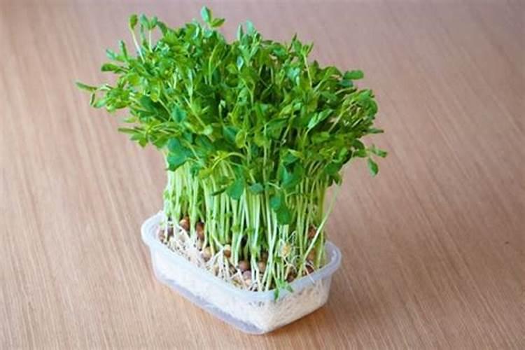 玫瑰花和月季花可不可以混栽在一起？