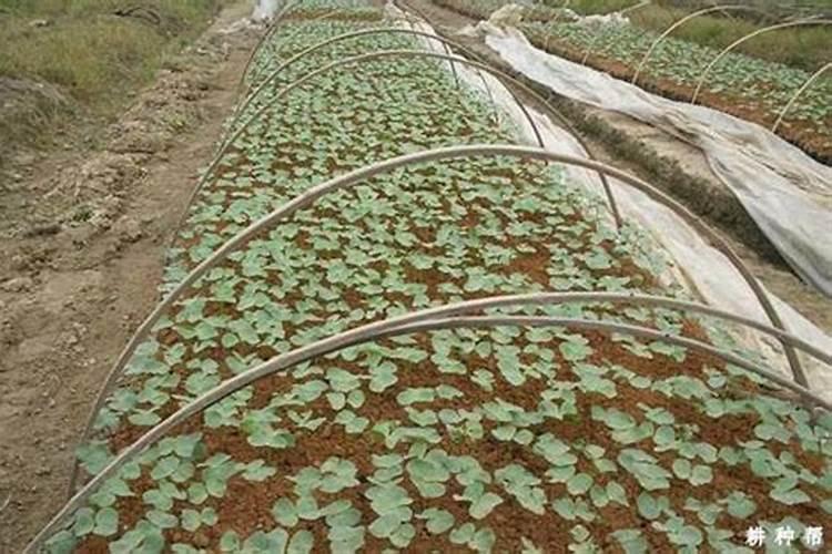 棉花后期需要什么肥料