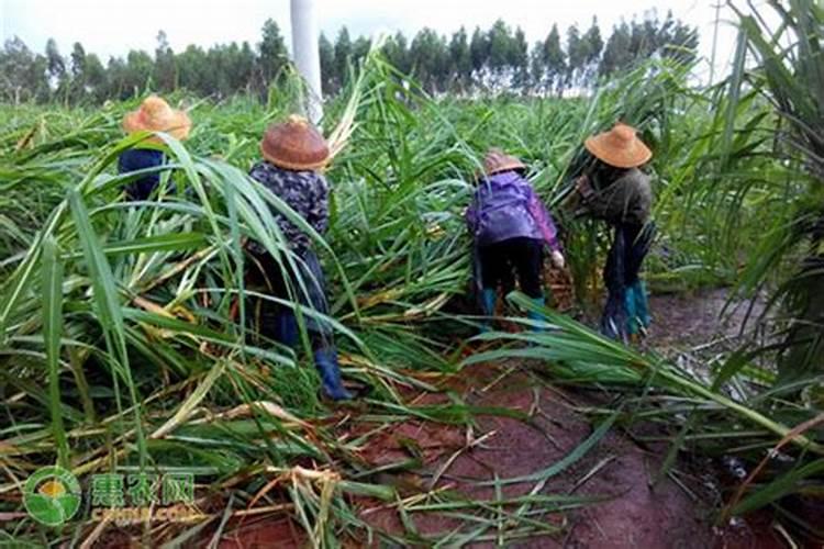甘蔗施肥时候需要注意的地方 甘蔗施肥方法及注意事项
