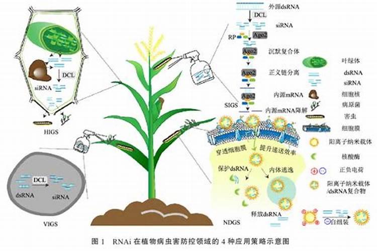 植物固氮菌研究进展