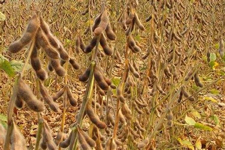 大豆使用芸苔素内酯的用途技术以及注意事项时什么？