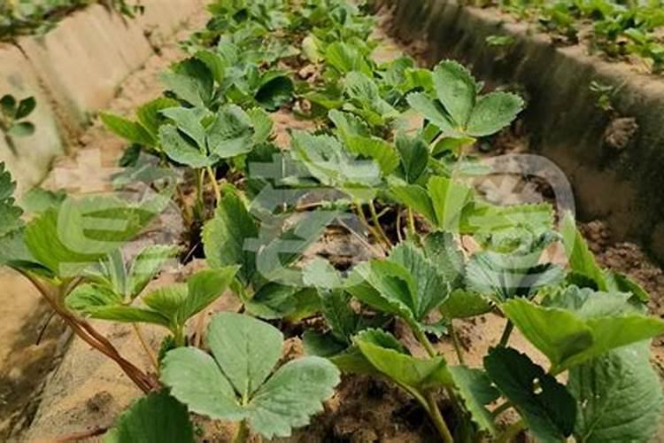 大棚种植草莓时,该如何去合理施肥呢？