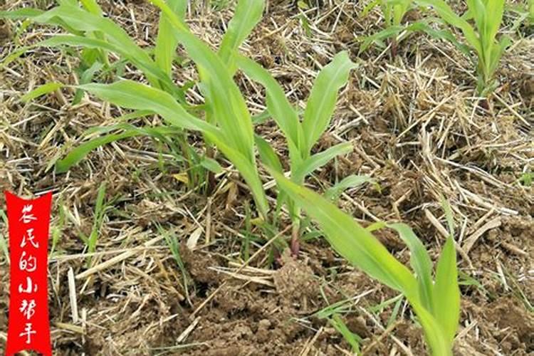 玉米种植每亩地需要多少斤底肥(播种玉米一大亩的底肥量)