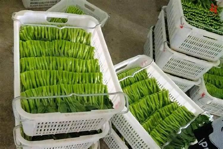 菜心施肥需要注意些什么