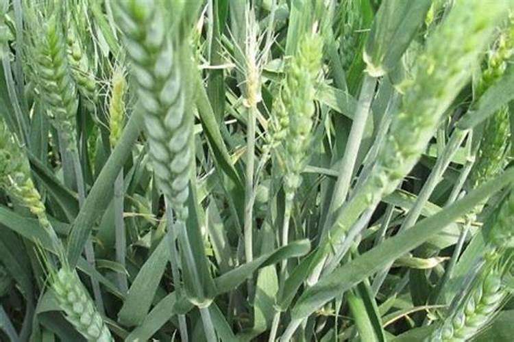 麦子施肥时间及方法