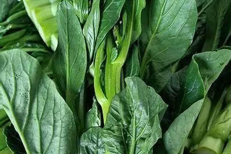 菜心高产施肥要点 菜心怎么养殖好