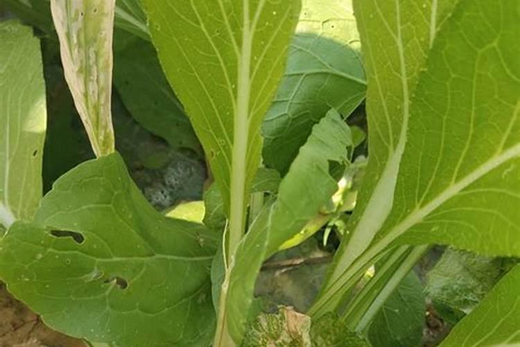 大白菜包心结实增产措施