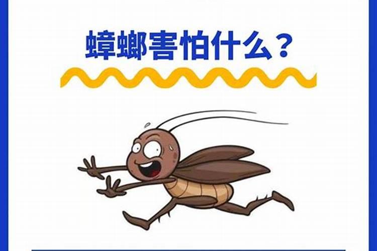 硼肥多硝唑一起混用喷棉花可以吗