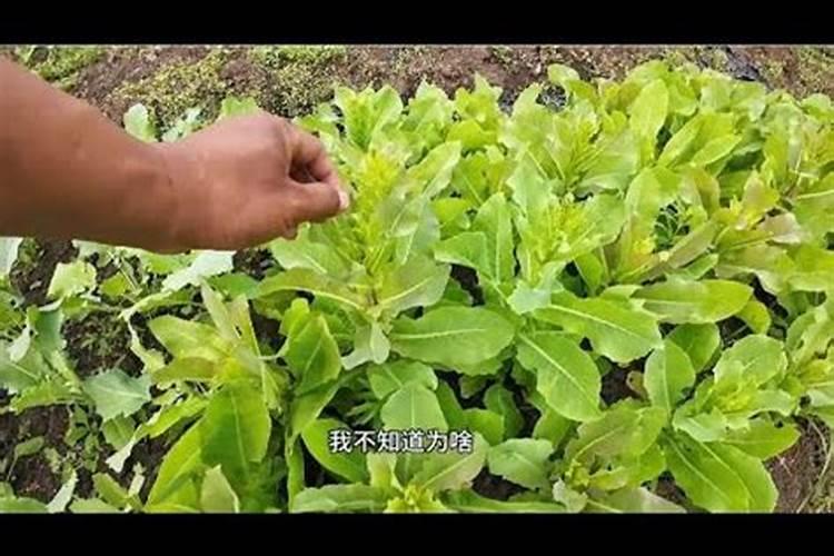 白菜烂根用什么药？