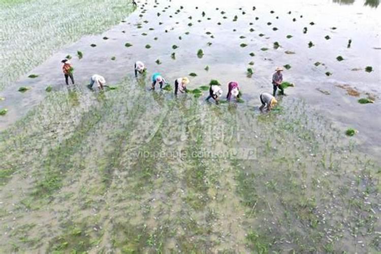 罗布泊水稻专用肥方案到底好在哪？是不是光钾多就行？