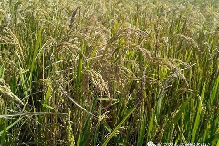 水稻肥料放多了会怎么样？