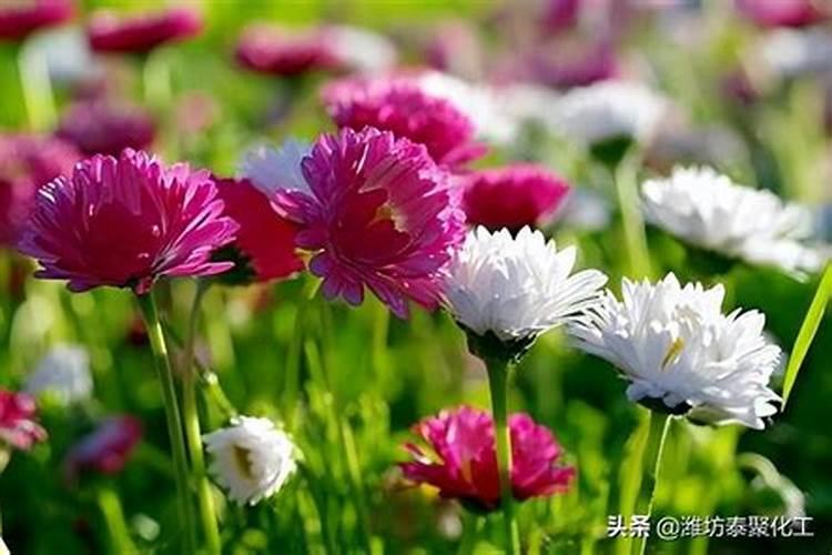 施用镁肥方法是什么？