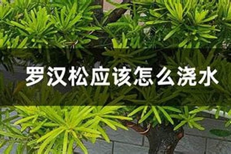 罗汉松施什么肥好