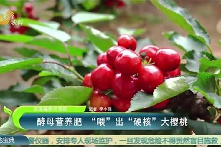 豆粕有机肥、海藻有机肥、腐植酸有机肥那个更好？区别是什么呢？