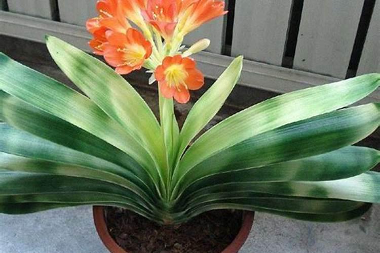 玉竹怎么养长的好 玉竹的养殖方法