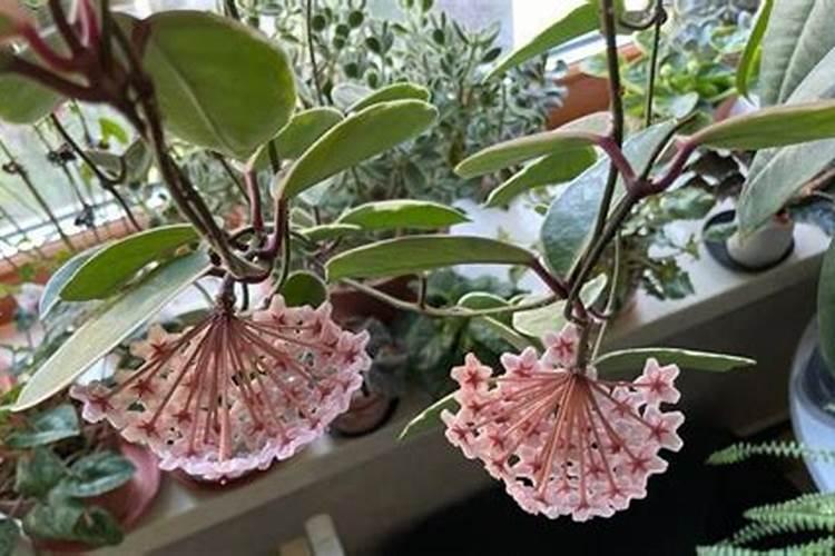 球兰花苞生长过程