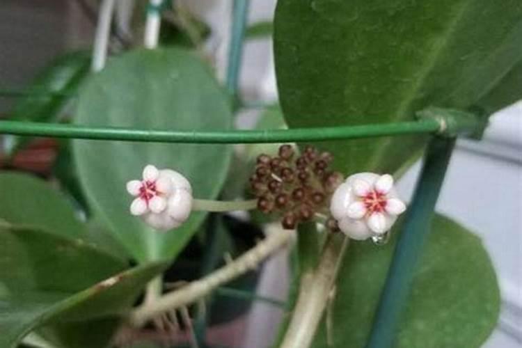 球兰花如何开花