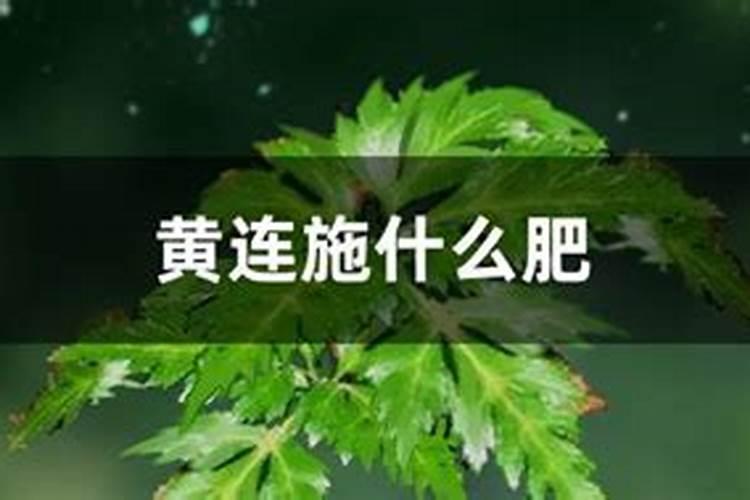 桃树叶子咋老发黄？桃树叶子发黄打什么药