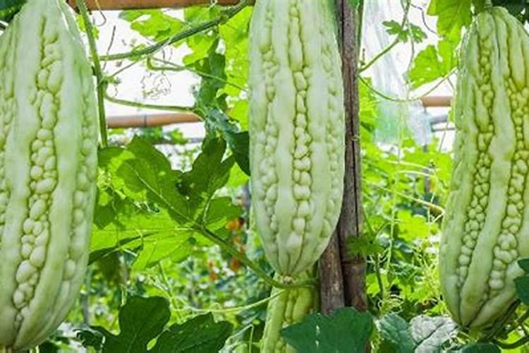 敌稗、恶唑酰草胺、异恶草松、氰氟草酯可以一起用水稻吗