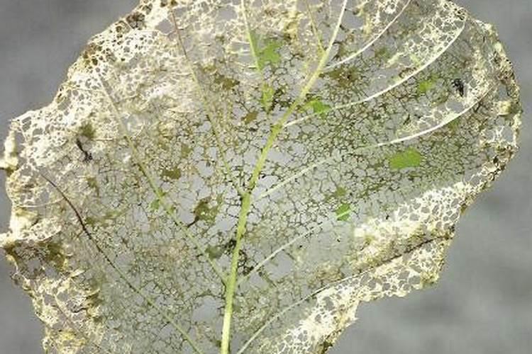 富贵子怎么养 富贵子的养殖方法和注意事项